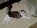 Bibi My Maine Coon Cat