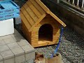 ????? swec780 DOG REO 2008/02/24