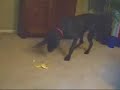 Hope the  Great   Dane  and the Scary Banana