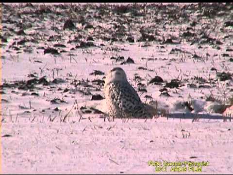 Fjälluggla - Fjälluggla, Gesala Västerås i Västmanland 23-Februari 2001, Snowy Owl in Sweden, AROS FILM Fotograf: Gunnar Fernqvist.