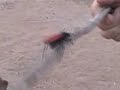 Tarantula Hawk