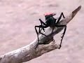Tarantula Hawk Tarantula Hawk