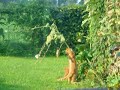 Why my plants look like shit
