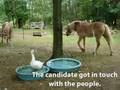 Duck Duck the goose for President