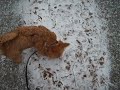 Ylva ser sn� f�rsta g�ngen