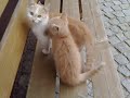 Cat massage