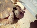 Mediterranean Garden with Greek turtles.