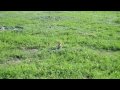 videos de Prairie Dogs in the Badlands