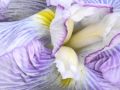 In Timelessness ~ peaceful relaxing music & flowers by Mary Hession