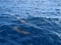 Bottle-nosed dolphins by the boat Bottle-nosed dolphins by the boat