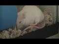 My Mouse Had Some More Babies! My Mouse Had Some More Babies!
