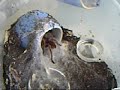 Feeding Grammostola rosea