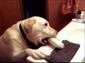Farting Labrador Fetches Air freshener
