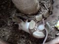 Serpiente boa constrictor devora raton 2 Serpiente boa constrictor devora raton 2