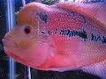 1772 Red Dragon Flowerhorn WJY 6-8-9 " Fuk Luk Sau "