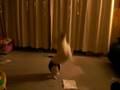 videos de Ivy and the Balloons