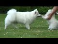 Americn Eskimo Dog Frosty and Shimmer Summer of 2007 Americn Eskimo Dog Frosty and Shimmer Summer of 2007