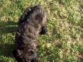 Bouvier-des-Flanders