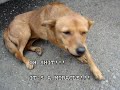 M13 - The Death of Little Yellow - L.Y. part 2 M13 - The Death of Little Yellow - L.Y. part 2