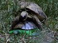 willy the fucking turte ! willy the fucking turte !