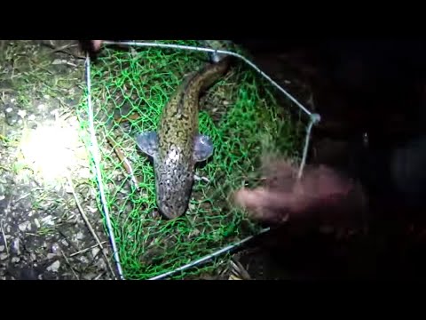 техника ловли налима на донку техника ловли налима на донку