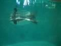 Pinguins *.*