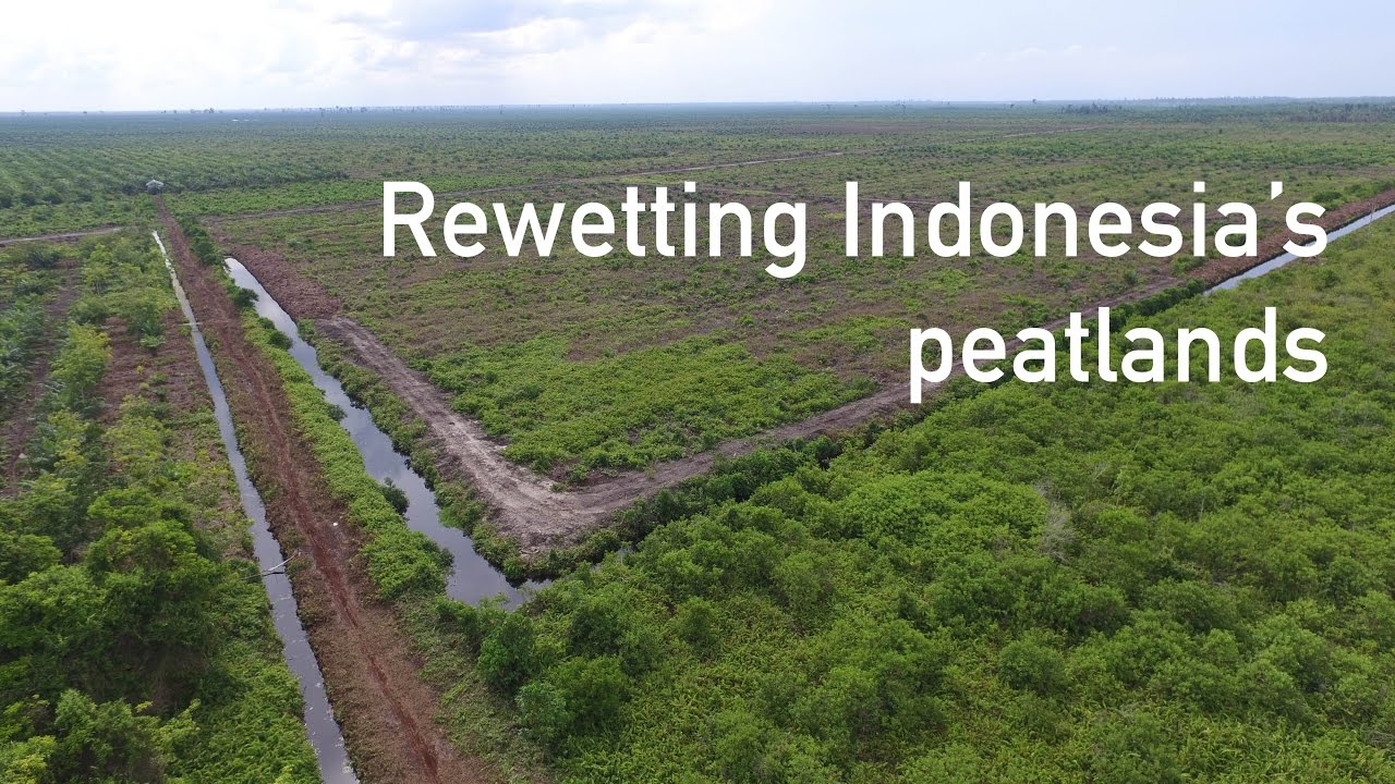 Rewetting Indonesia’s peatlands