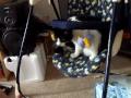 videos de FUNNY TOPHER CAT BABYSWING