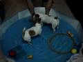 videos de Baby n Missy Playing in the mini pool
