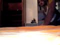 CARAMELO GATO PERSA GRACIOSO