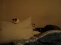 Cute Kittens Playing