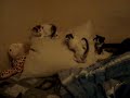 Cute Kittens Playing