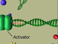 EUKARIOTIC TRANSCRIPTION EUKARIOTIC TRANSCRIPTION
