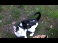 Cat feeding time
