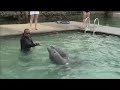 When Dolphins Attack!