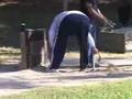 horseshoes and beer