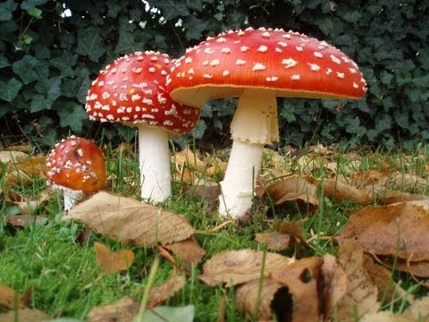 how to harvest amanita muscaria