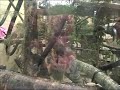 Marmosets