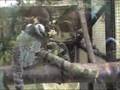Marmosets