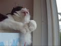 ?????????????- Funny Cat -