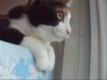 猫、お気に入りの箱の上で。- Funny Cat -