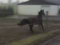 videos de Abby auf der Wiese