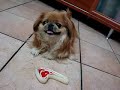 pupetta cane pechinese bravissima a giocare