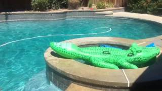 These Pups' Pool Party: Full of Teachable Moments!