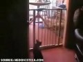o Gato mais Burro Do Mundo