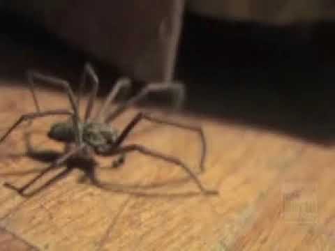Wolf Spider!