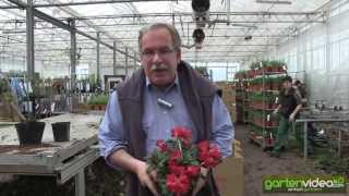 #1047 Rhododendron repens Scarlet Wonder 