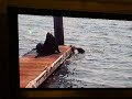 CAPTAIN RON ; TAMMY THE WILD ONE ON VACATION