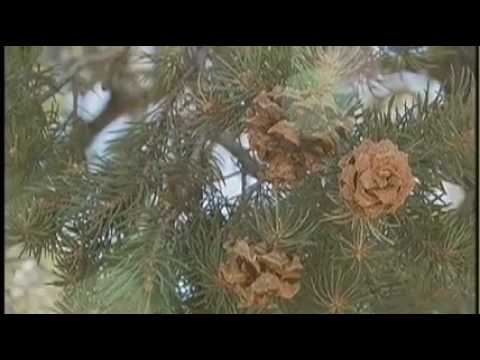 how to collect pine nuts