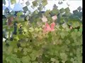 Steyer 9086 mit CLAAS Volto in Aktion